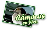 Cmaras en Vivo