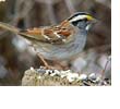 White-throated Sparrow