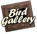 Bird Gallery