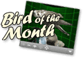 Bird of the Month