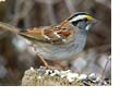 White-throated Sparrow