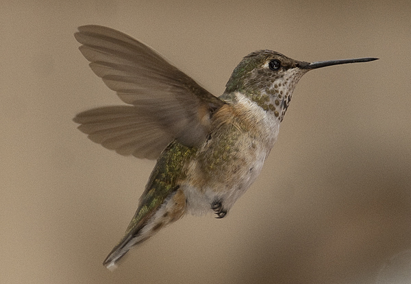 rufous was broad tailed hummingbird oak park cook rufous was broad tailed hummingbird oak park cook